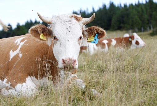Mönichwalderhof, Wanderrouten, Naturgenuss, Oststeiermark, Wanderurlaub, persönliche Wanderung, Natur erleben, Wandern Steiermark, Rundwanderwege, Wandertipps, Genusswandern, Wanderhotel, Hochwechsel, Aktivurlaub, ruhige Wanderwege, Naturparadies, Wandern mit Aussicht, individuelle Touren, Wandern Österreich, Hotel mit Wanderrouten