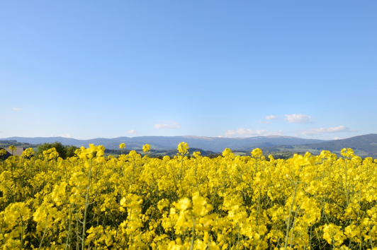 Wellnessangebote Mönichwalderhof, Urlaub Steiermark, Hotel mit Spa, Erholungsangebote Hotel, Aktivurlaub Steiermark, Romantische Wochenenden Steiermark, Wellnesshotel Österreich, Entspannungspakete Hotel, Familienurlaub Mönichwalderhof, Sommerangebote Hotel Steiermark