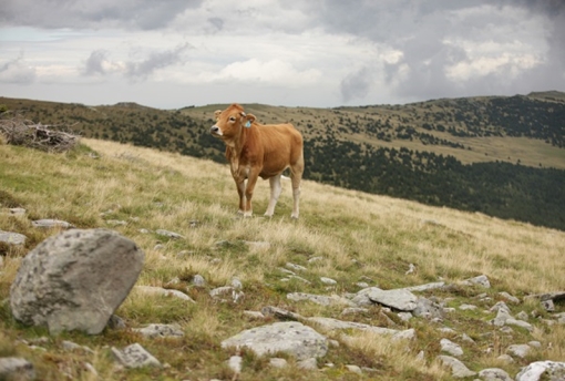 Mönichwalderhof, Wandern, Oststeiermark, Wanderurlaub, Wanderwege, Naturerlebnis, Alpenpanorama, Hochwechsel, Aktivurlaub, Urlaub in der Steiermark, Wandertipps, Wandern mit Aussicht, Bergwandern, Familienwanderung, Genusswandern, Wandern mit Hund, Rundwanderweg, Hotel in Wandernähe, Natur entdecken, Wandern Österreich
