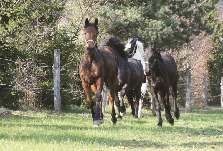 Mönichwalderhof, Ausflugsziele für Familien, Familienurlaub, Oststeiermark, Joglland, Ausflüge mit Kindern, Familienfreundlich, Freizeitaktivitäten, Kinderprogramm, Natur erleben, Urlaub mit Kindern, Ausflugstipps, Erlebnisziele Steiermark, Tierparks, Erlebnispfade, Familienausflüge, Urlaub in der Steiermark, Aktivitäten mit Kindern, Hotel für Familien, Familienabenteuer