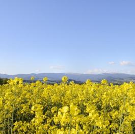 Blühende Wiesen in gesamten Joglland