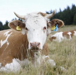 Tiere auf dem Hochwechsel