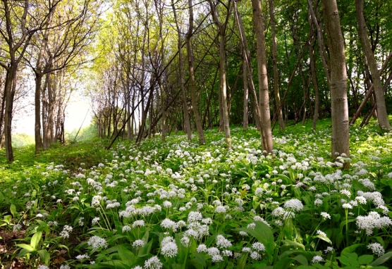 Urlaub im Joglland, Urlaub in der Steiermark, Yoga, Entspannung, Wellness, Hotel mit Hallenbad, Hotel mit Sauna, Natur genießen, 