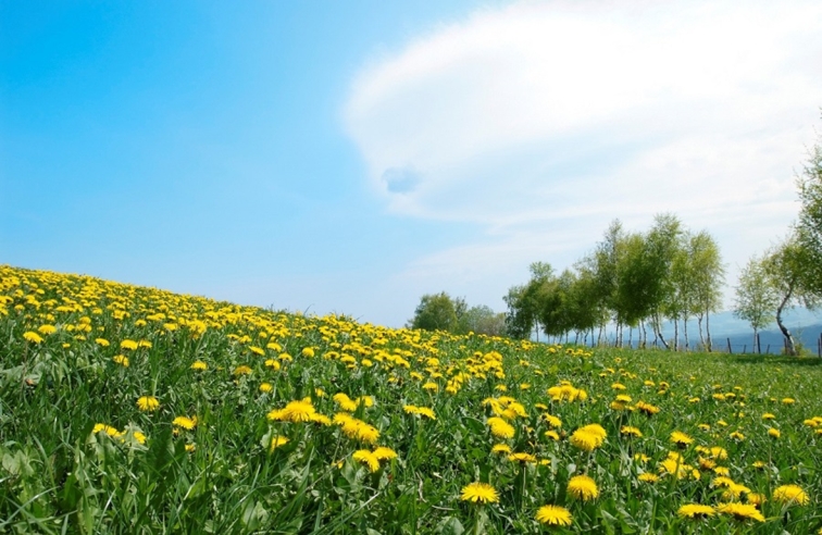 Urlaub in der Steiermark, Urlaub in der Oststeiermark, Uralub im Joglladn, Uralub im Sommer, Urlaub am See, Urlaub mit Hund,Frühlingshotel, Frühlingsangebote, Frühling 