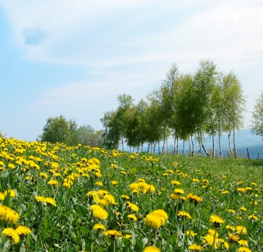 Pauschalangebote, Frühlingspakete, Pauschalangebote im Frühling, Frühlingsspecial, Pauschalen mit 3 Nächte, Pauschalen mit 7 Nächte