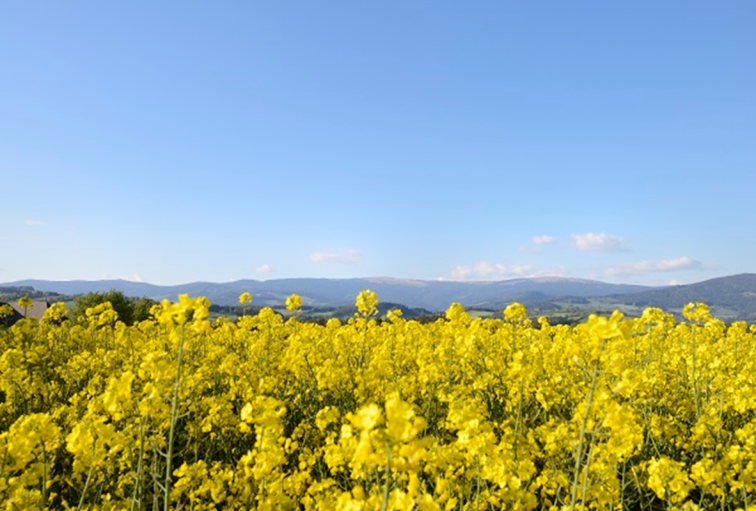 Ausflugsziele in der Steiermark, Ausflugsziele in der Oststeiermark, Ausflugsziele