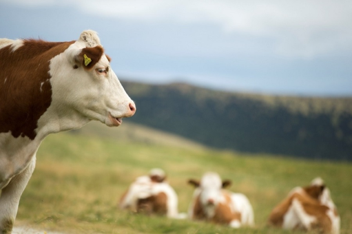 Ausflugsziele in der Steiermark, Ausflugsziele in der Oststeiermark, Ausflugsziele