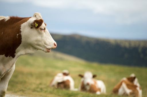 Mönichwalderhof, Ausflugsziele, Oststeiermark, Joglland, Sehenswürdigkeiten, Tagesausflüge, Naturerlebnisse, Kultur entdecken, Urlaub in der Steiermark, Ausflugstipps, Ausflugsregion, Freizeitgestaltung, Familienausflug, Natur und Kultur, Aktivurlaub, Hotel als Ausgangspunkt, Erlebnisse rund ums Hotel, Steiermark entdecken, Urlaubsort mit Ausflügen, Umgebung erleben