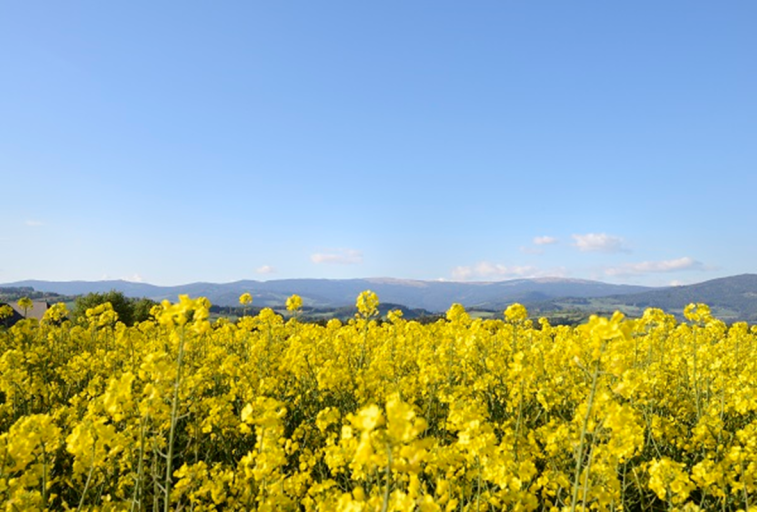 Mönichwalderhof, Ausflugsziele, Oststeiermark, Joglland, Sehenswürdigkeiten, Tagesausflüge, Naturerlebnisse, Kultur entdecken, Urlaub in der Steiermark, Ausflugstipps, Ausflugsregion, Freizeitgestaltung, Familienausflug, Natur und Kultur, Aktivurlaub, Hotel als Ausgangspunkt, Erlebnisse rund ums Hotel, Steiermark entdecken, Urlaubsort mit Ausflügen, Umgebung erleben