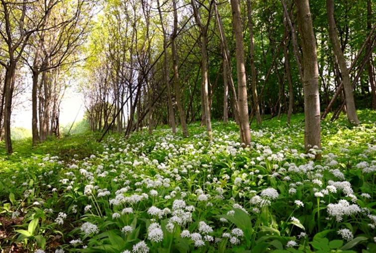 Mönichwalderhof, Kooperatoinen, Influncer, Blogger, Foddblogger, Travelblogger, Landhotel, Urlaub in der Natur